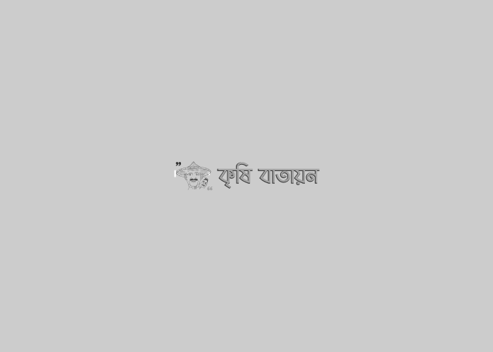 বেগুন উৎপাদন প্রযুক্তি