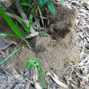 লেবুর পিঁপড়া